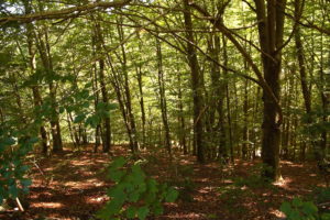 Scopri di più sull'articolo Boschi e paesaggio: Puglia prossimo terreno di scontro?