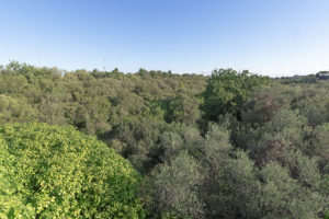 Scopri di più sull'articolo Lama San Giorgio, storia di un parco mai nato