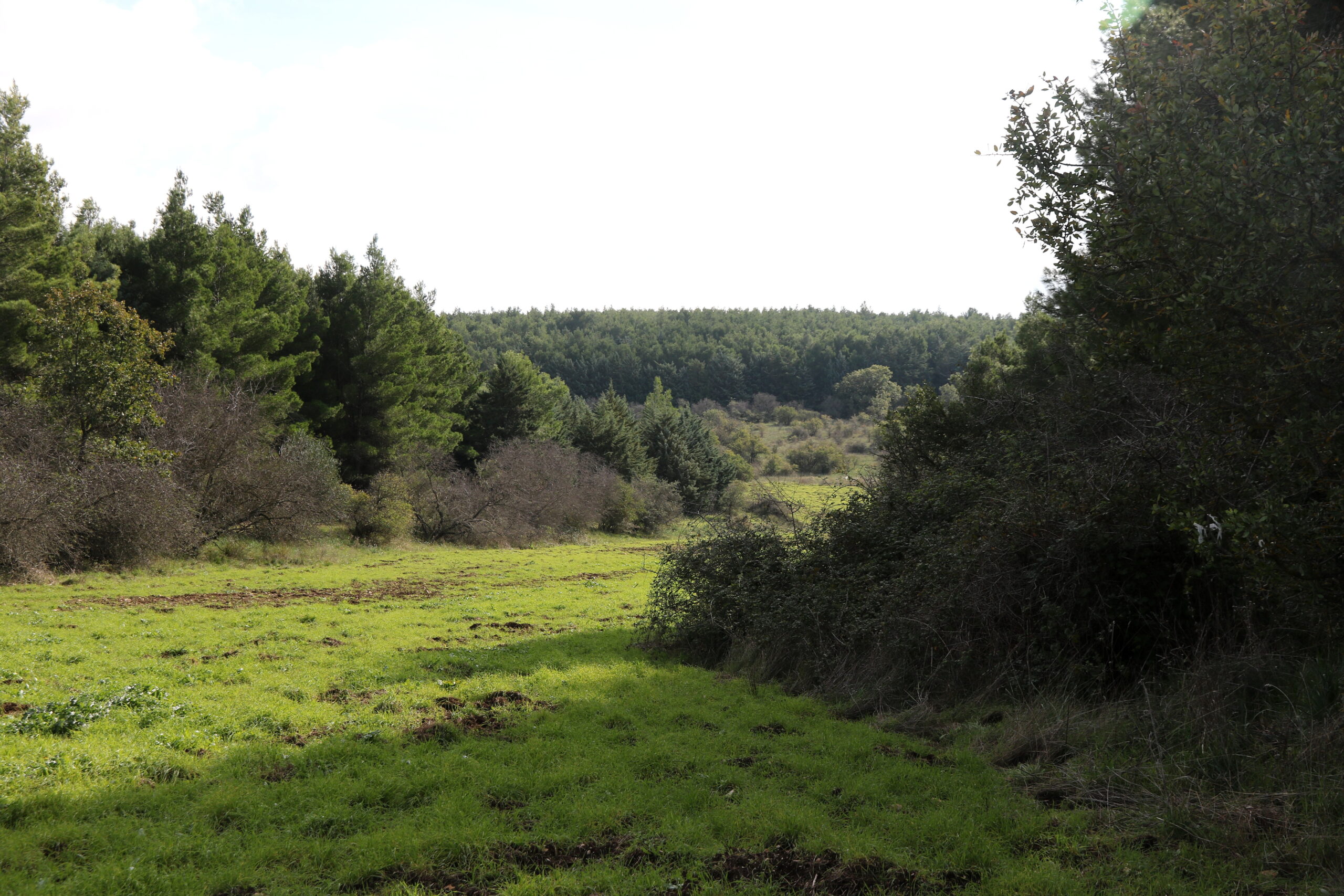 Scopri di più sull'articolo Se il bosco esiste va tutelato a prescindere