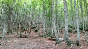 Scopri di più sull'articolo Foreste, le buone pratiche non bastano alla tutela